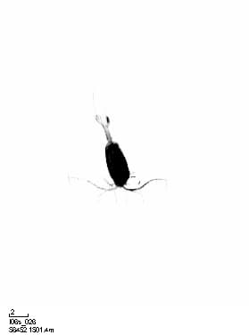 A thumbnail of the file image